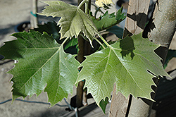 Yarwood London Planetree (Platanus x acerifolia 'Yarwood') at Lakeshore Garden Centres