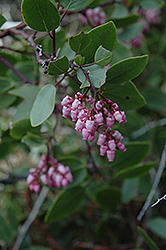 Greenleaf Manzanita (Arctostaphylos patula) at Lakeshore Garden Centres