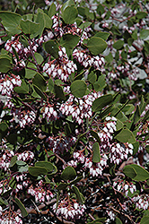 Greenleaf Manzanita (Arctostaphylos patula) at Lakeshore Garden Centres