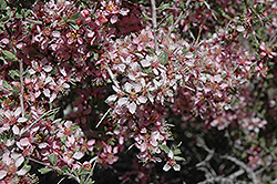 Desert Peach (Prunus andersonii) at Lakeshore Garden Centres