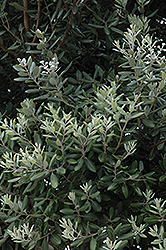 Pohutukawa (Metrosideros excelsa) at Lakeshore Garden Centres