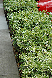 Variegated Mock Orange (Pittosporum tobira 'Variegatum') at Lakeshore Garden Centres