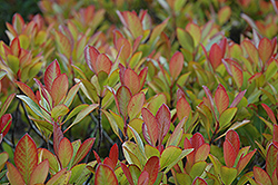 Indian Hawthorn (Rhaphiolepis indica) at Lakeshore Garden Centres