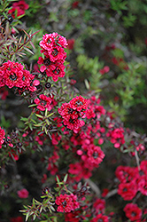 Ruby Glow Tea-Tree (Leptospermum scoparium 'Ruby Glow') at Lakeshore Garden Centres