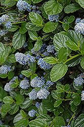 Victoria California Lilac (Ceanothus thyrsiflorus 'Victoria') at Lakeshore Garden Centres