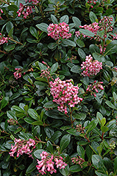 Red Escallonia (Escallonia rubra var. macrantha) at Lakeshore Garden Centres