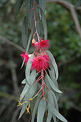 Yellow Gum (Eucalyptus leucoxylon 'Rosea') at Lakeshore Garden Centres