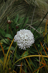 False Sea Thrift (Armeria pseudarmeria) at Lakeshore Garden Centres
