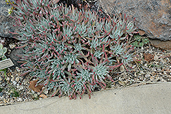 Frank Reinelt Dudleya (Dudleya 'Frank Reinelt') at Lakeshore Garden Centres