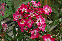 Marjorie Fair Rose (Rosa 'Marjorie Fair') at Lakeshore Garden Centres