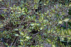 Beatson's Gold Mirror Bush (Coprosma 'Beatson's Gold') at Lakeshore Garden Centres