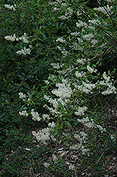 Deer Brush (Ceanothus integerrimus 'var. macrothyrsus') at Lakeshore Garden Centres