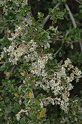 Holodiscus (Holodiscus argenteus) at Lakeshore Garden Centres