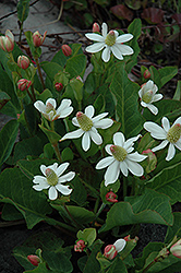 Yerba Mansa (Anemopsis californica) at Lakeshore Garden Centres