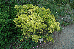 Coyote Brush (Baccharis pilularis) at Lakeshore Garden Centres