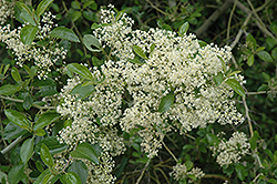 Coast Whitethorn (Ceanothus incanus) at Lakeshore Garden Centres