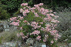 Western Azalea (Rhododendron occidentale) at Peter Knippel Garden Centre