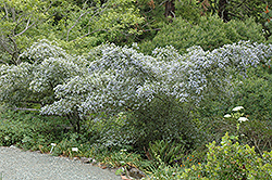 Blueblossom Ceanothus (Ceanothus thyrsiflorus) at Lakeshore Garden Centres