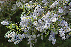 Blueblossom Ceanothus (Ceanothus thyrsiflorus) at Lakeshore Garden Centres