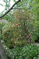 Roseum Fortune Rhododendron (Rhododendron fortunei 'Roseum') at Lakeshore Garden Centres