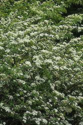 Sargent's Spirea (Spiraea sargentiana) at Lakeshore Garden Centres