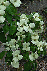 White Fountain Chinese Dogwood (Cornus kousa 'White Fountain') at Lakeshore Garden Centres