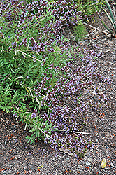 San Diego Sage (Salvia munzii) at Lakeshore Garden Centres