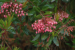 Mexican Summer Holly (Comarostaphylis discolor) at Lakeshore Garden Centres