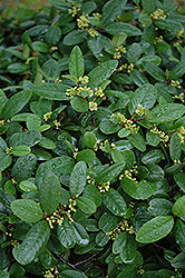 Eve Case Coffeeberry (Rhamnus californica 'Eve Case') at Lakeshore Garden Centres