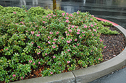 Newport Dwarf Escallonia (Escallonia 'Newport Dwarf') at Lakeshore Garden Centres