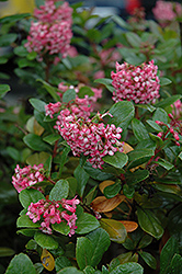 Newport Dwarf Escallonia (Escallonia 'Newport Dwarf') at Lakeshore Garden Centres