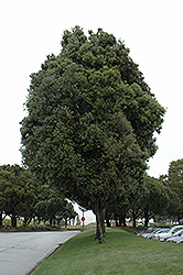 Pohutukawa (Metrosideros excelsa) at Lakeshore Garden Centres