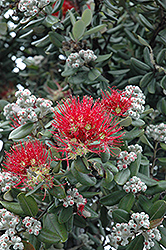 Pohutukawa (Metrosideros excelsa) at Lakeshore Garden Centres