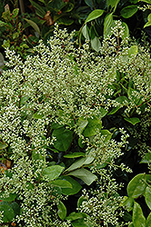 Suwannee River Privet (Ligustrum 'Suwannee River') at Lakeshore Garden Centres