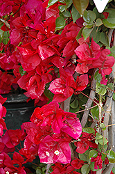 Scarlett O'Hara Bougainvillea (Bougainvillea 'Scarlett O'Hara') at Lakeshore Garden Centres
