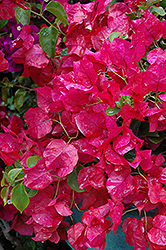 Oo-La-La Bougainvillea (Bougainvillea 'Monka') at Lakeshore Garden Centres