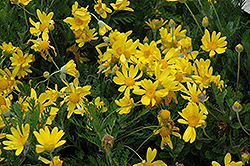 Munchkin Dwarf Euryops (Euryops pectinatus 'Munchkin') at Lakeshore Garden Centres