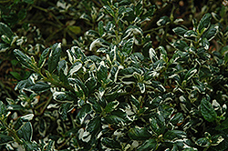 Frosty Dawn Maritime Ceanothus (Ceanothus maritimus 'Frosty Dawn') at Lakeshore Garden Centres