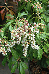 White Cascade Japanese Pieris (Pieris japonica 'White Cascade') at Lakeshore Garden Centres