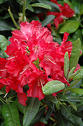 War Dance Rhododendron (Rhododendron 'War Dance') at Lakeshore Garden Centres