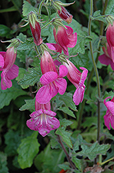 Rose Glow Chinese Foxglove (Rehmannia elata 'Rose Glow') at Lakeshore Garden Centres