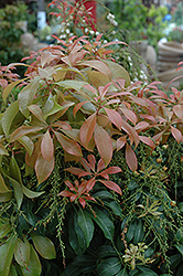 Shojo Japanese Pieris (Pieris japonica 'Shojo') at Lakeshore Garden Centres