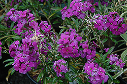 Poem Lilac Wallflower (Erysimum 'Poem Lilac') at Lakeshore Garden Centres