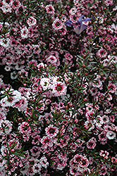 Martini Tea-Tree (Leptospermum scoparium 'Martini') at Lakeshore Garden Centres