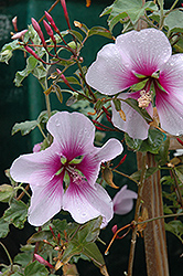 Tree Mallow (Lavatera maritima) at Lakeshore Garden Centres
