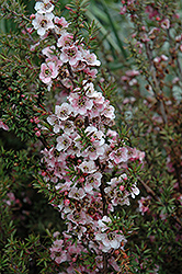 Silver And Rose Tea-Tree (Leptospermum scoparium 'Silver And Rose') at A Very Successful Garden Center