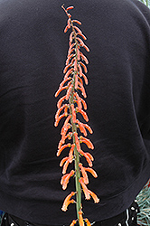 Alpine Torchlily (Kniphofia thomsonii) at Lakeshore Garden Centres