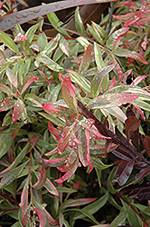 Gold Medal Hakea (Hakea salicifolia 'Gold Medal') at Lakeshore Garden Centres