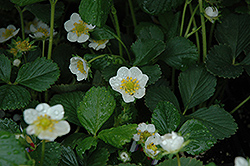 Seascape Strawberry (Fragaria 'Seascape') at Lakeshore Garden Centres