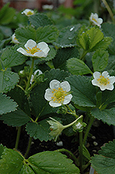 Chandler Strawberry (Fragaria 'Chandler') at Lakeshore Garden Centres